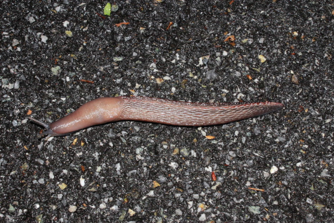 Limax dacampi da Pentema (GE)